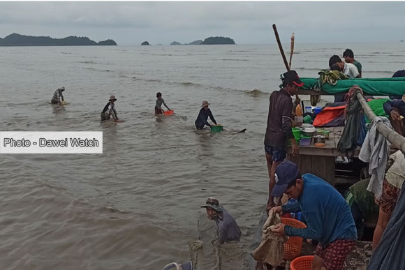ပုလောမြို့နယ်, ဂျင်းမွေးမြူရေးလုပ်ငန်း