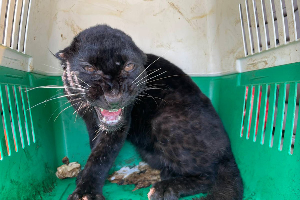 မဲဆောက်တွင် ကျားသစ်နက် မှောင်ခိုသယ်ယူမှုဖြင့် မြန်မာနှစ်ဦးဖမ်းဆီးခံရ