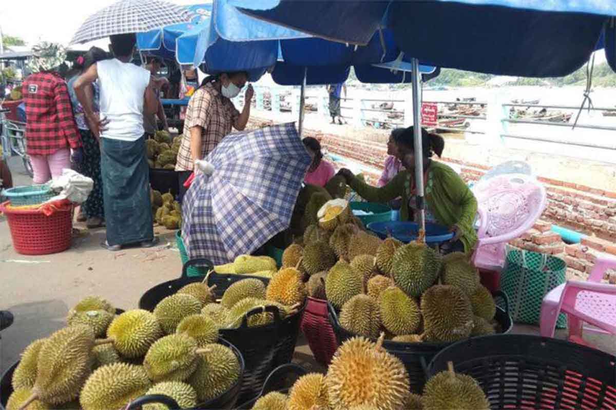 တနင်္သာရီမြို့နယ်ရှိ တောင်သူများ ဒူးရင်းသီး ဈေးကောင်းရသော်လည်း အမြတ်မကျန်